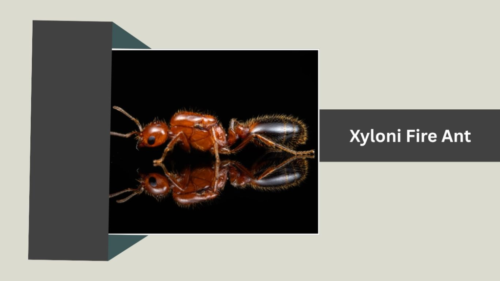 Xyloni Fire Ant