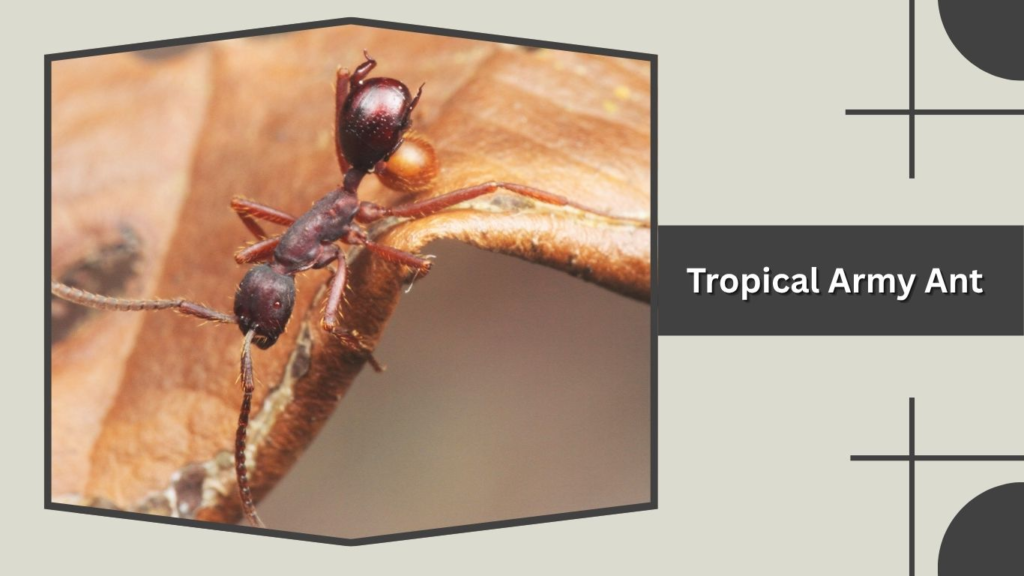 Tropical Army Ant