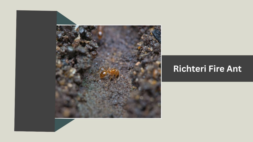 Richteri Fire Ant