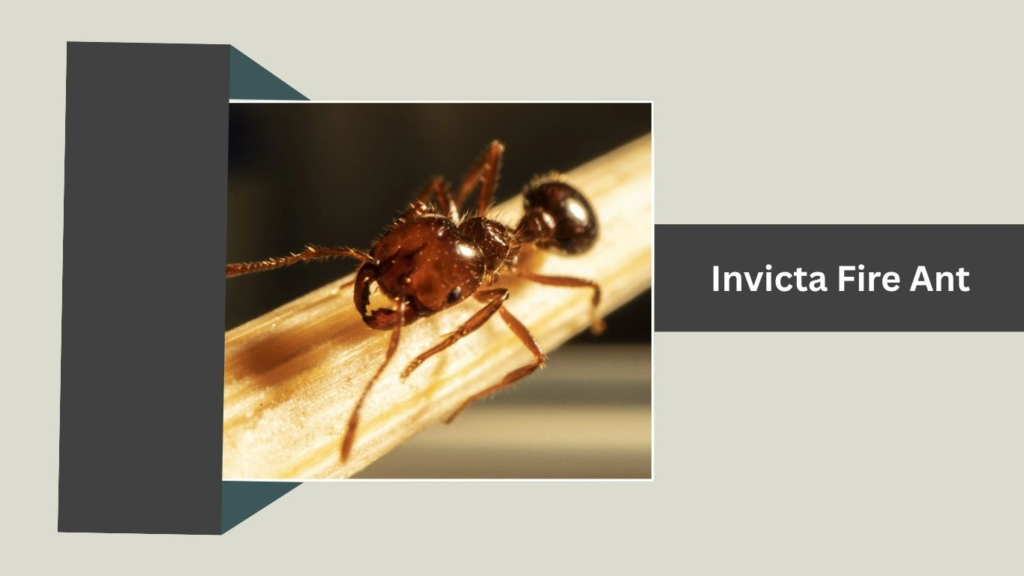 Invicta Fire Ant