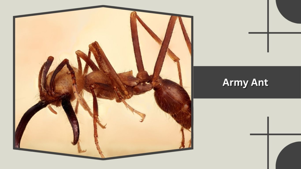 Army Ant