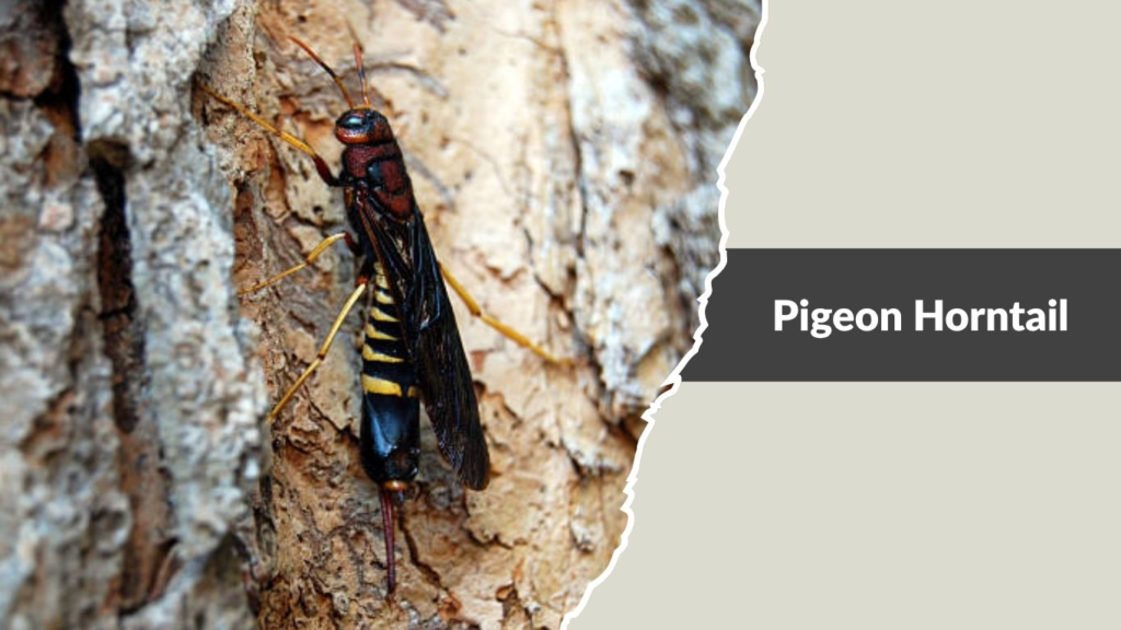 Pigeon Horntail