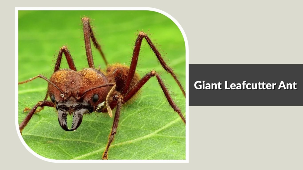 Giant Leafcutter Ant