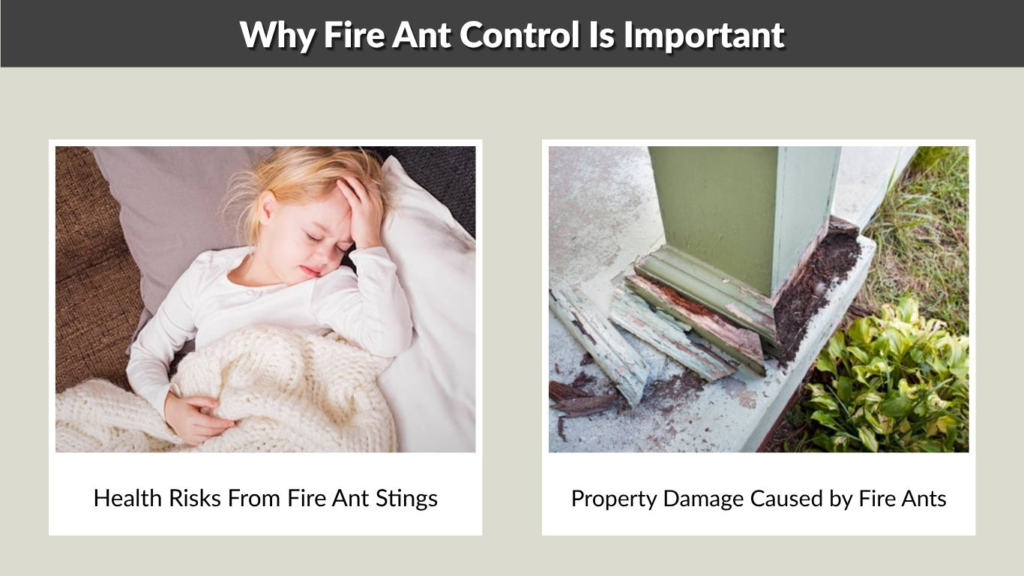 Why Fire Ant Control Is Important
