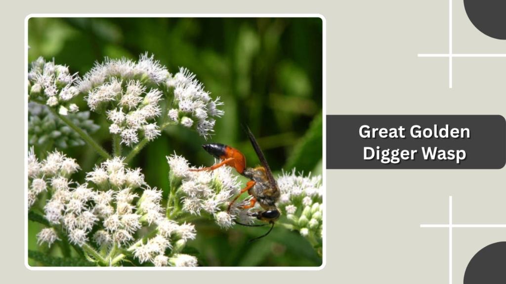 Great Golden Digger Wasp
