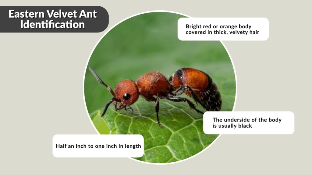 Eastern Velvet Ant Identification