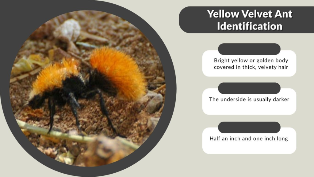 Yellow Velvet Ant Identification