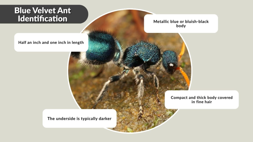Blue Velvet Ant Identification
