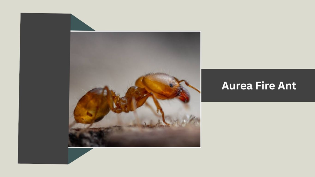 Aurea Fire Ant