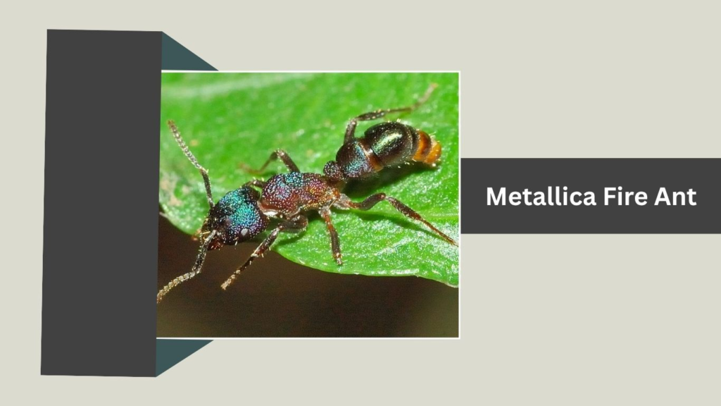 Metallica Fire Ant