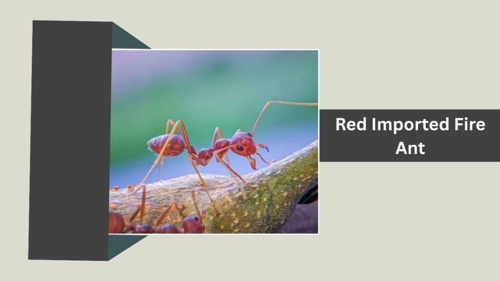 Red Imported Fire Ant