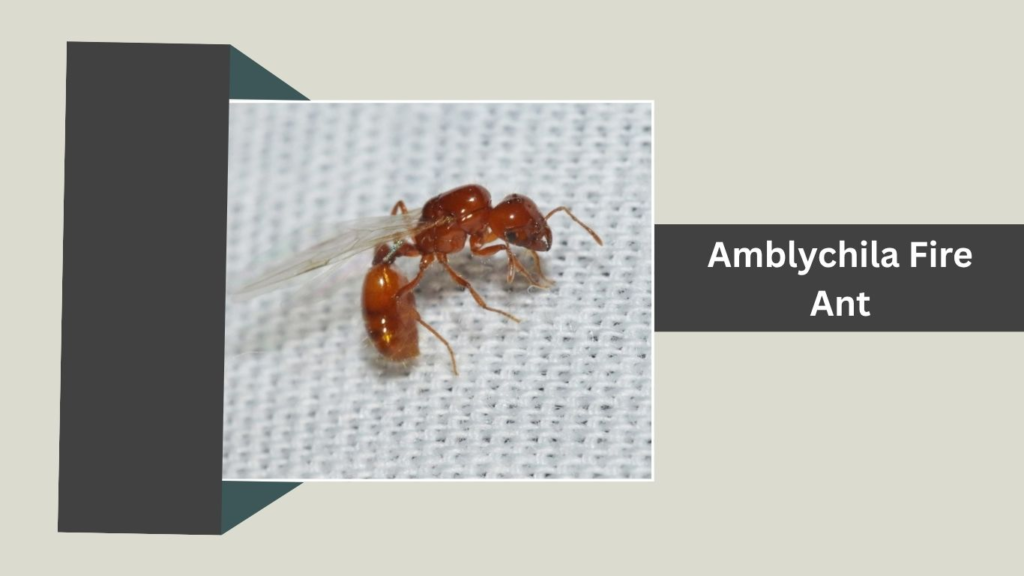 Amblychila Fire Ant