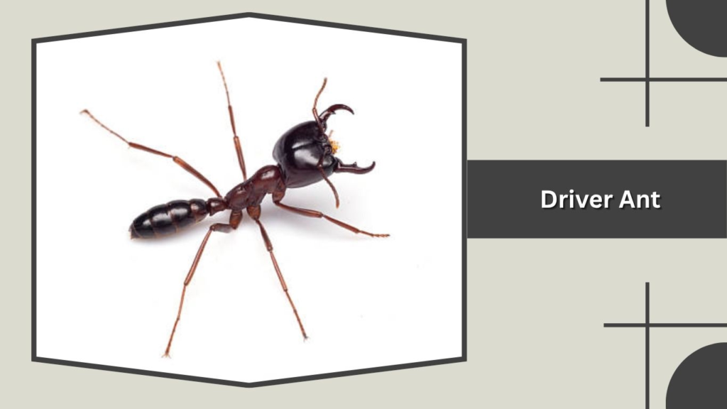 Driver Ant