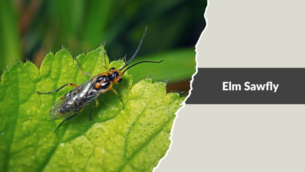 Elm Sawfly