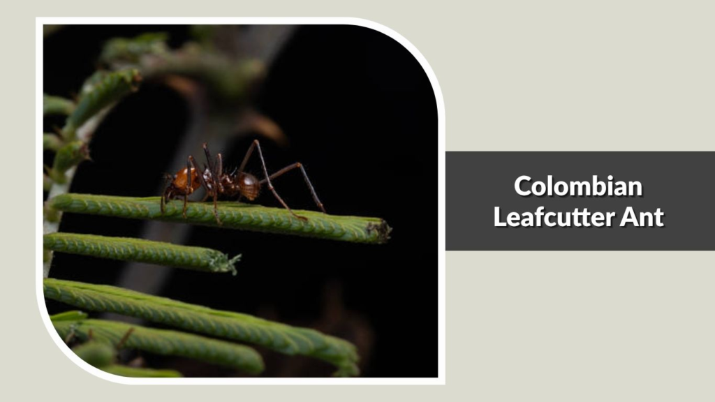 Colombian Leafcutter Ant