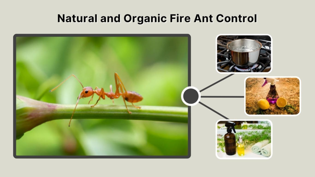 Natural and Organic Fire Ant Control