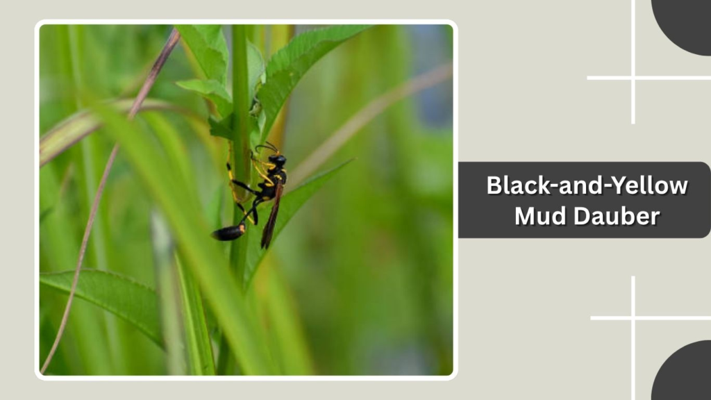 Black-and-Yellow Mud Dauber