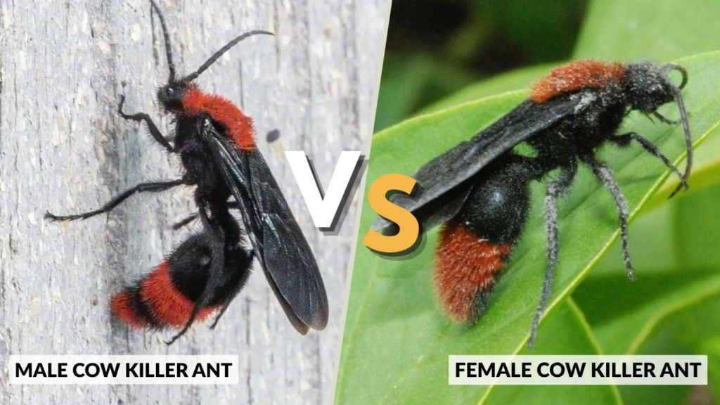 Male vs Female Cow Killer Ant
