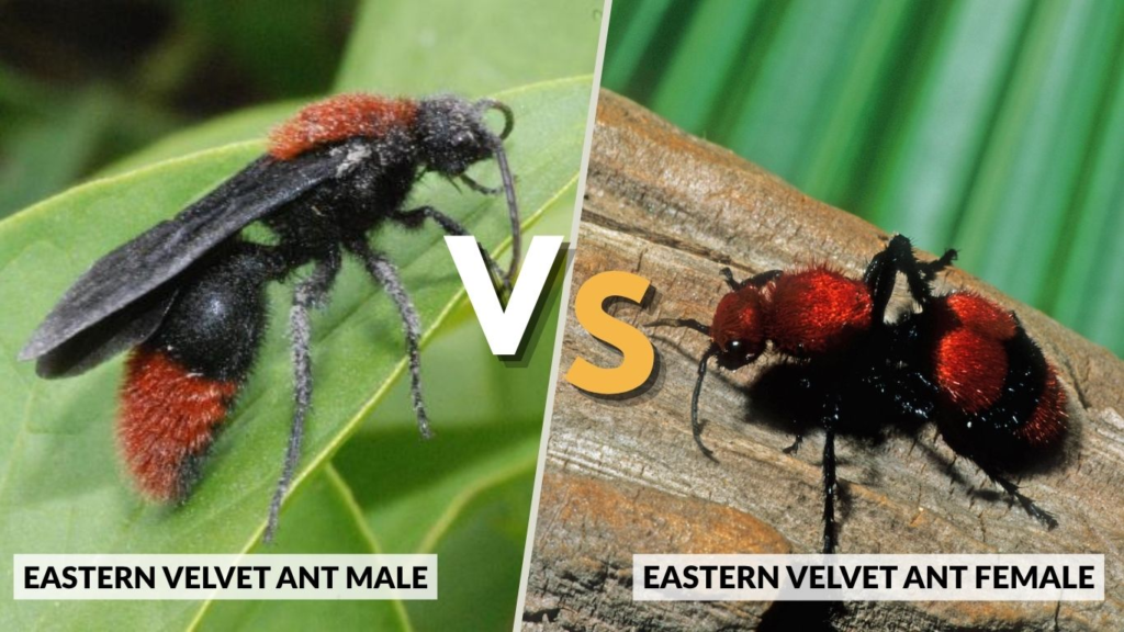 Eastern Velvet Ant Male vs Female