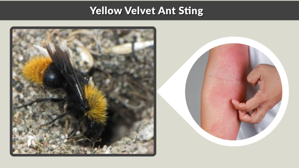 Yellow Velvet Ant Sting
