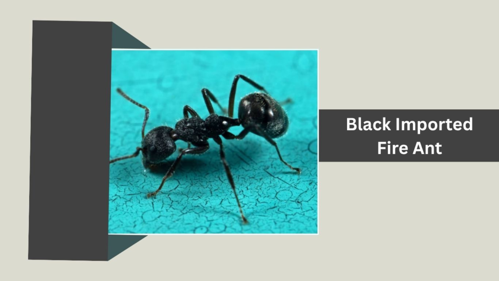 Black Imported Fire Ant