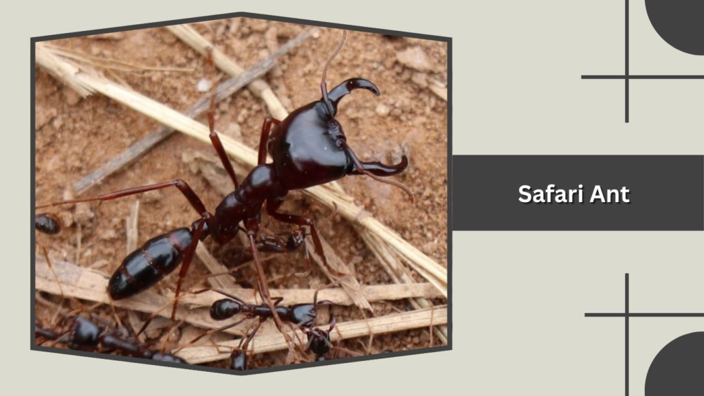 Safari Ant