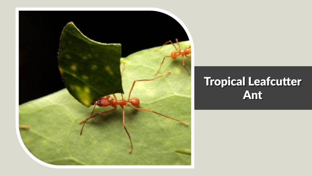 Tropical Leafcutter Ant