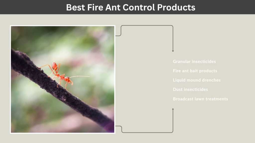 Best Fire Ant Control Products