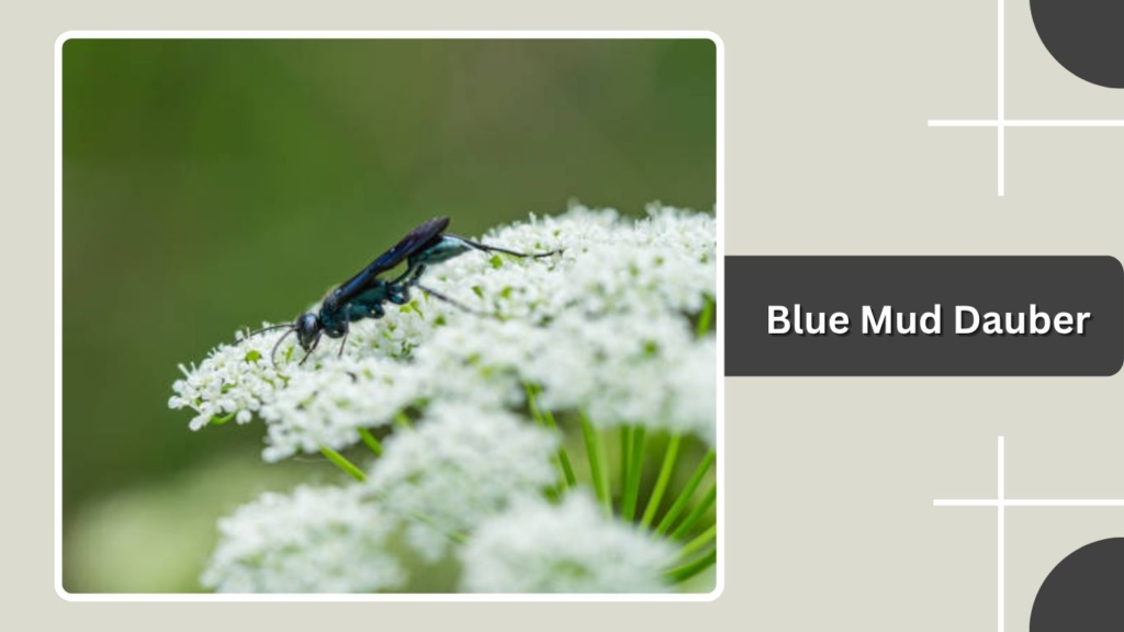 Blue Mud Dauber