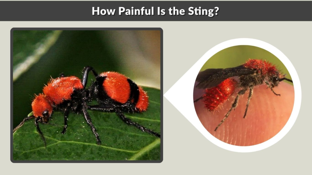 How Painful Is the Sting?