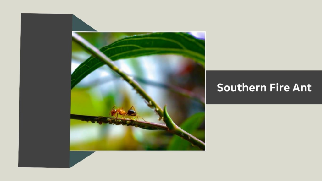Southern Fire Ant