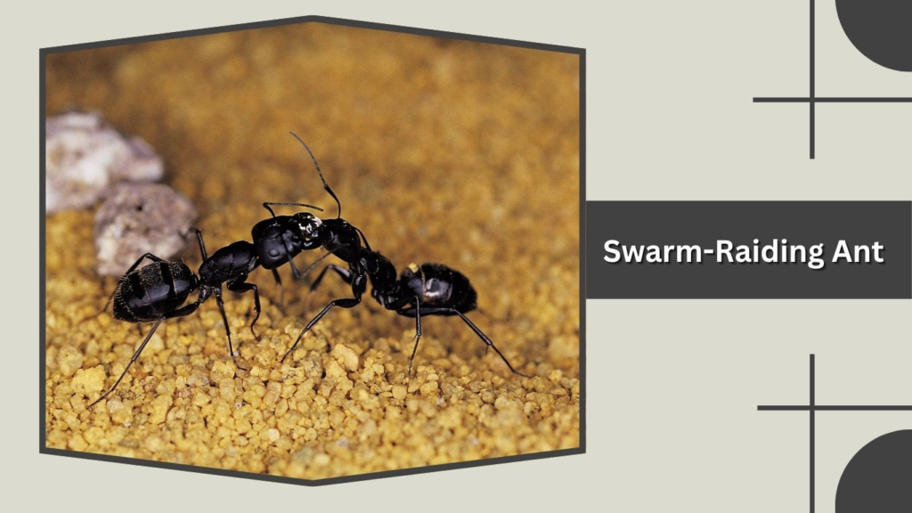 Swarm-Raiding Ant