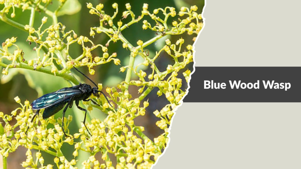 Blue Wood Wasp