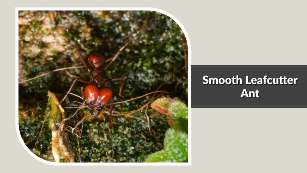 Smooth Leafcutter Ant