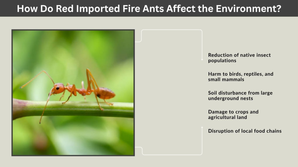 How Do Red Imported Fire Ants Affect the Environment?