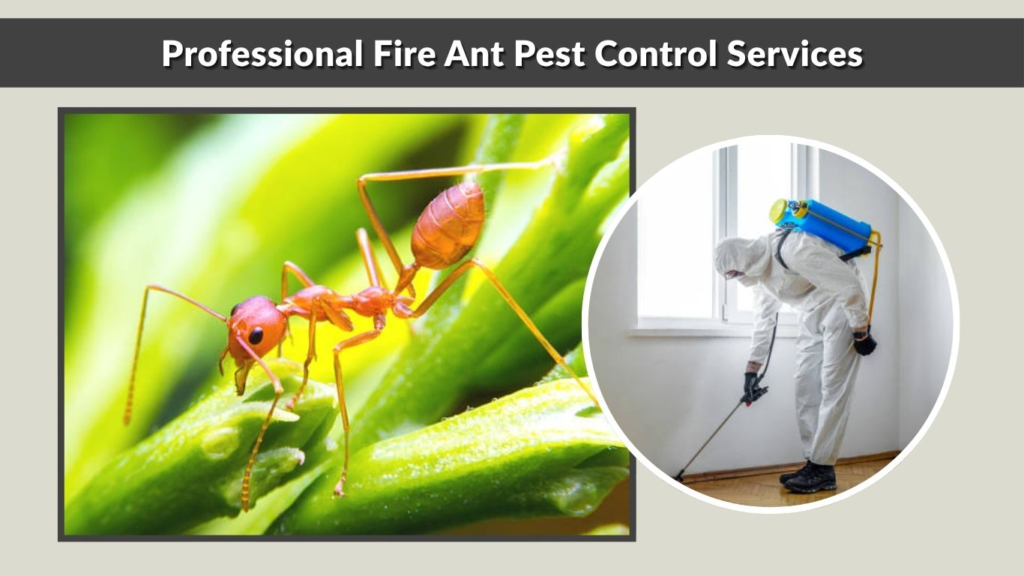 Professional Fire Ant Pest Control Services