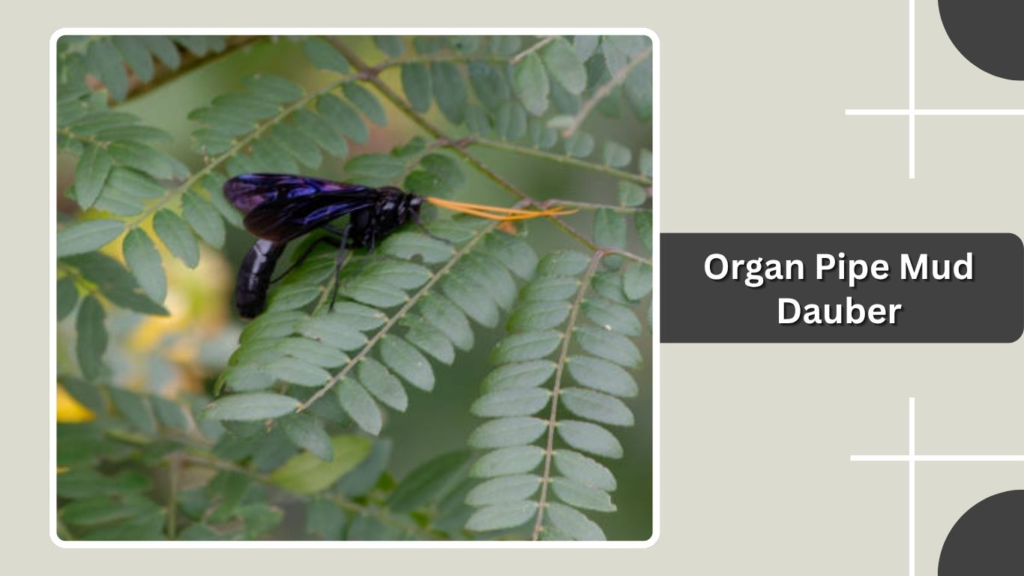 Organ Pipe Mud Dauber
