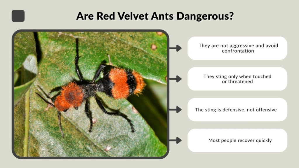 Are Red Velvet Ants Dangerous?