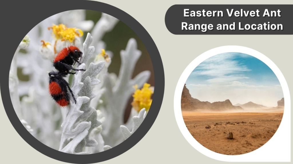Eastern Velvet Ant Range and Location