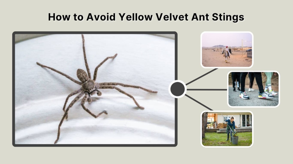 How to Avoid Yellow Velvet Ant Stings