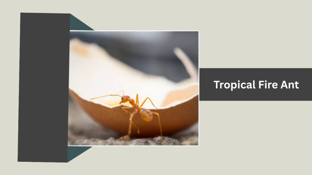 Tropical Fire Ant