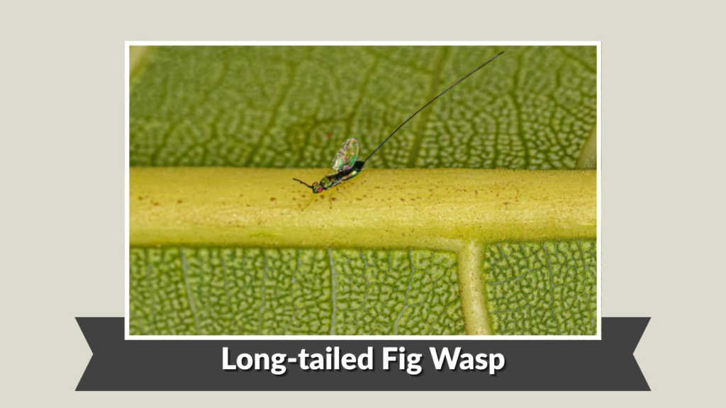 Long-tailed Fig Wasp