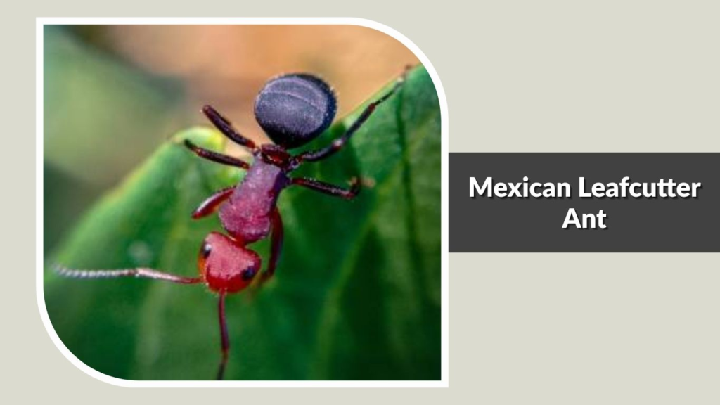 Mexican Leafcutter Ant