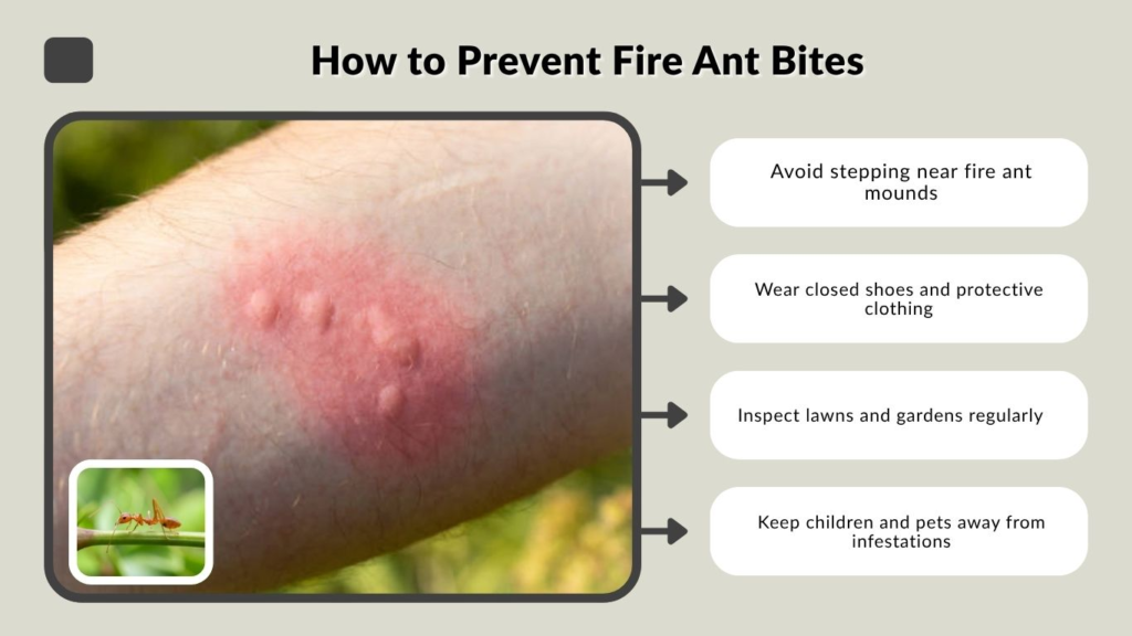 How to Prevent Fire Ant Bites