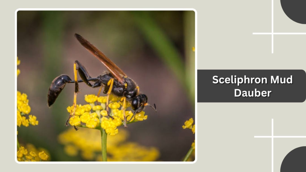 Sceliphron Mud Dauber