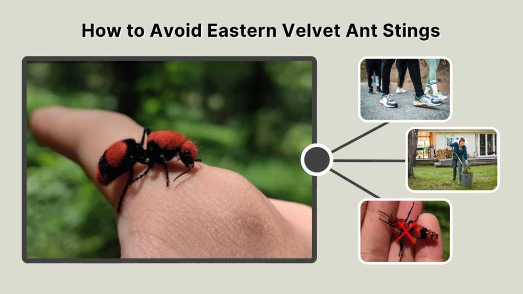 How to Avoid Eastern Velvet Ant Stings