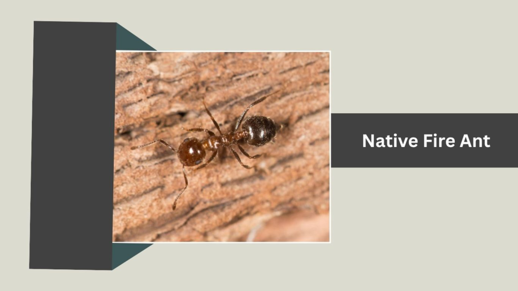 Native Fire Ant