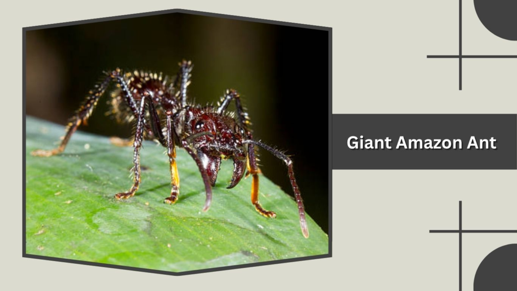 Giant Amazon Ant