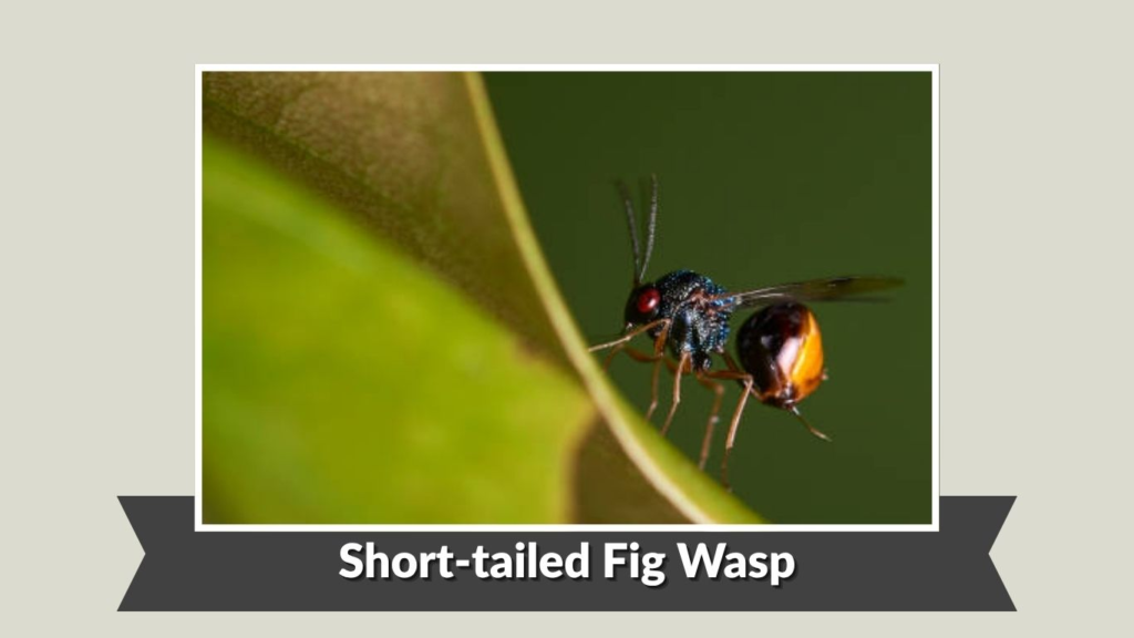 Short-tailed Fig Wasp