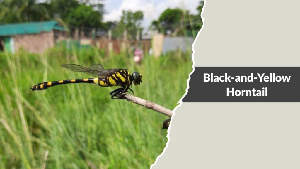 Black-and-Yellow Horntail